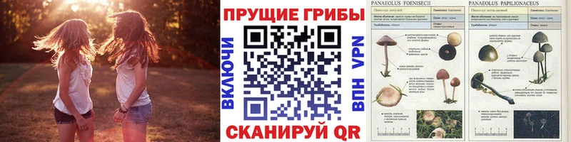 Псилоцибиновые грибы ЛСД  Заозёрный 